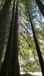 Sequoia branching in the light